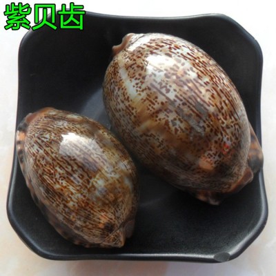 中药材批发 紫贝齿 紫贝 文贝 紫贝子 南蛇牙齿 狗支螺 量大从优