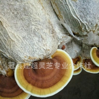 灵芝菌包 赤芝种植包 合作社自产自销 需要提前预定