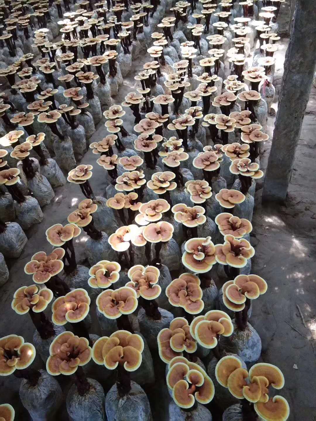 微信图片_20190618223155