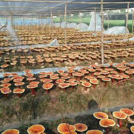 4451396467_1271370412.460<i></i>x460x