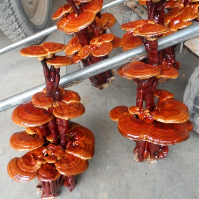 灵芝基地直供 今年新货 嫁接灵芝盆景 多种灵芝盆栽