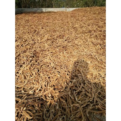 产地直供 灵芝片 赤灵芝切片