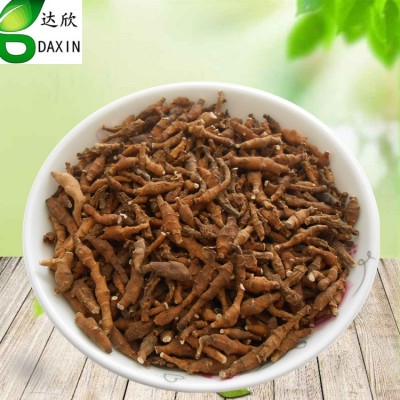 中药材批发现货供应 节菖蒲 九节菖蒲量大从优