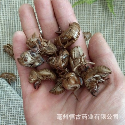 蝉蜕中药材批发水洗蝉蜕壳 虫蜕 大货批发供应蝉蜕