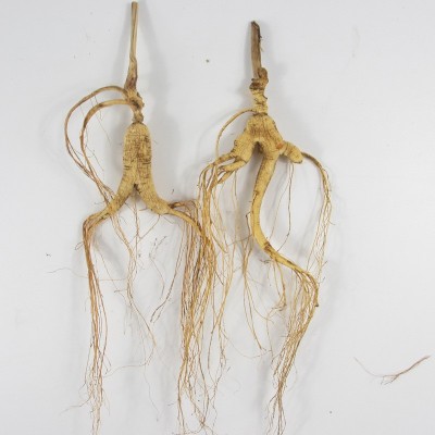 人参东北特产参1根长白山林下参13g滋补煲汤泡酒泡茶