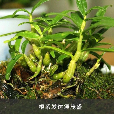 正宗仿野外4年5年霍山产米斛石斛苗基地直发盆栽石斛鲜条边种边吃