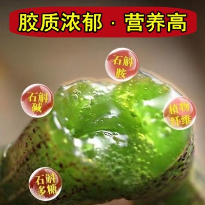 云南 霍山五年生铁皮石斛四年生鲜条500克现采现发铁皮新鲜石斛