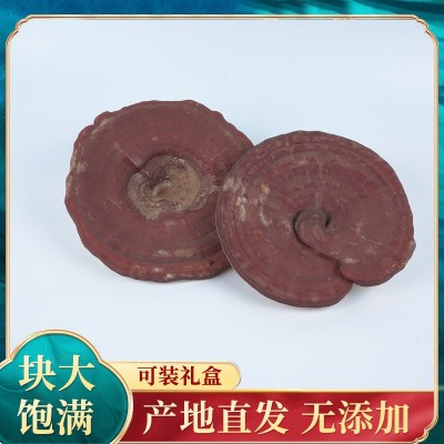 大别山大片赤灵芝泡酒料中药材种植户产地现货直供整枝新货赤灵芝