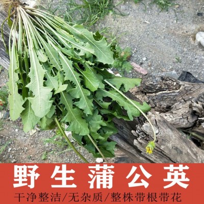 蒲公英野外生长产地一手货源蒲公英中药材无硫无杂质产地批发