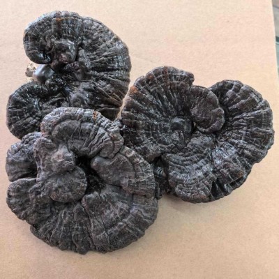 黑灵芝 黑芝个 深山半野生 赤灵芝 灵芝个 中药材 1000g克包邮