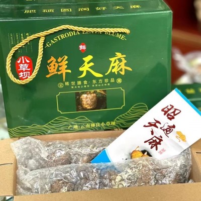 新鲜天麻礼盒 昭通小草坝天麻 生天麻煲汤 抖音快手代供 批发代理