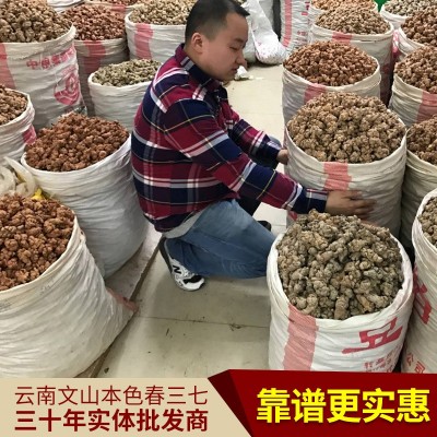 云南文山三七批发 20头30头40头60头规格（头数指500克多少个）