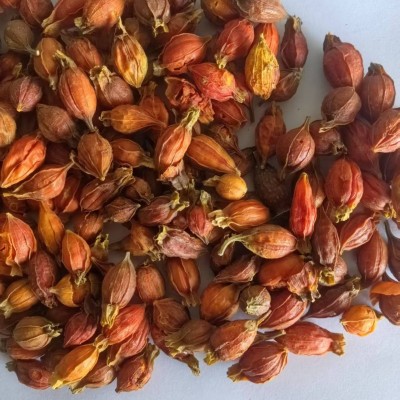 栀子500克江西栀子红栀子小栀子个【景会药业】中药材现货批发