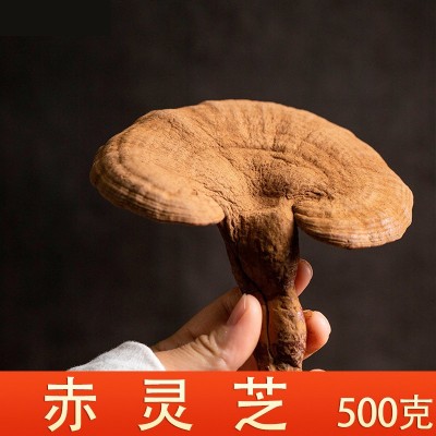 长白山赤灵芝整朵林芝灵芝片500克包邮深山整枝正品山参抗疲