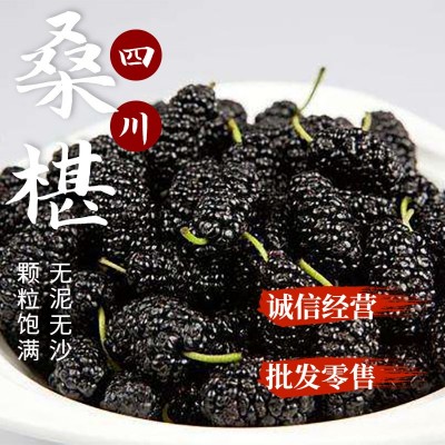 产地货源 四川过筛桑葚干散装500g 选装免洗桑果 新货食用桑椹干