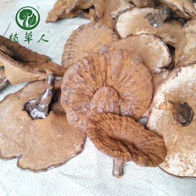 福建椴木紫灵芝赤灵芝 色泽饱满带粉短脚灵芝 散装短柄清香紫灵芝