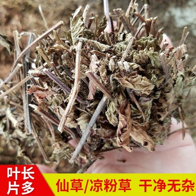 福建仙草凉粉草1kg 无土凉茶饮料原料 仙草冻 邱福平福建仙