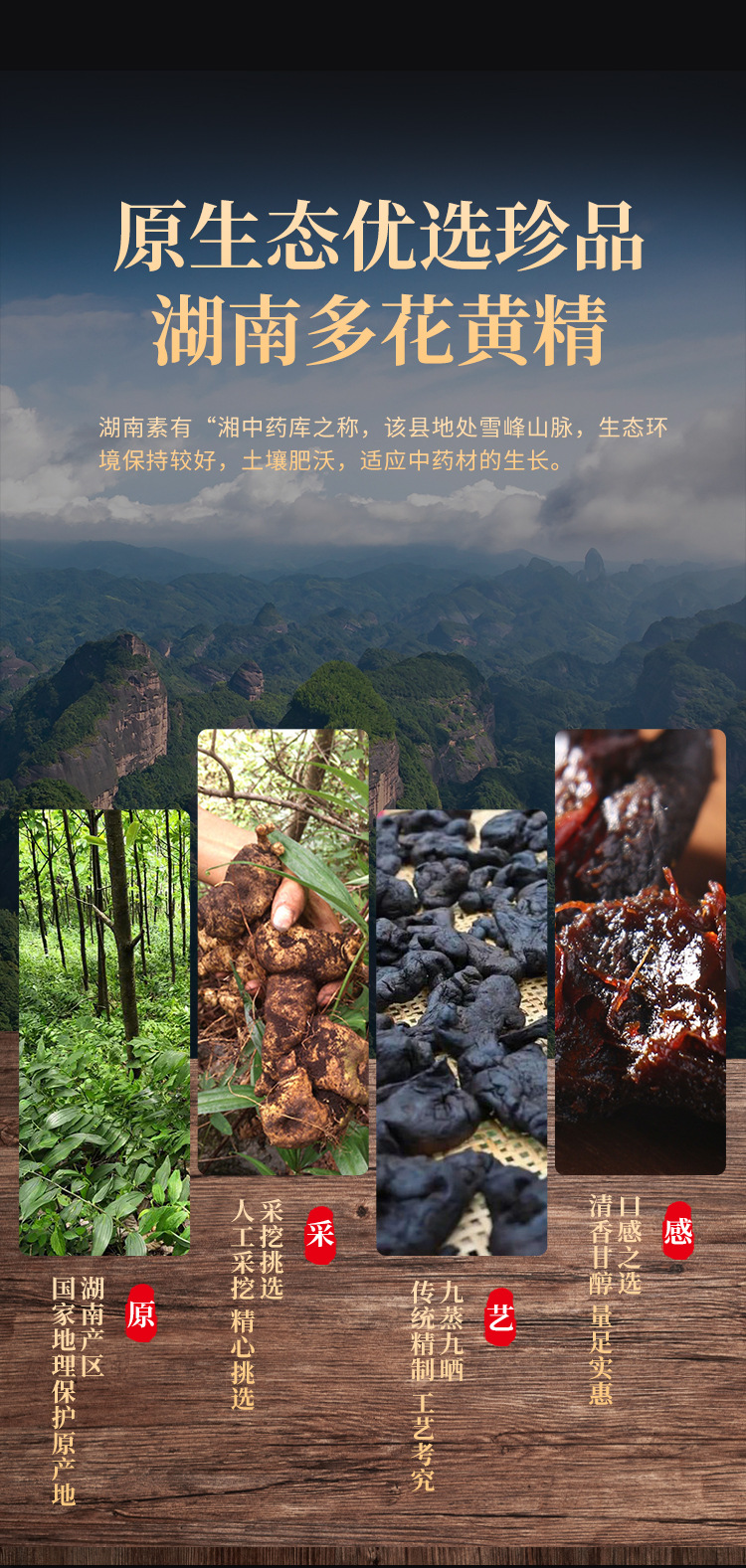 黄精_06
