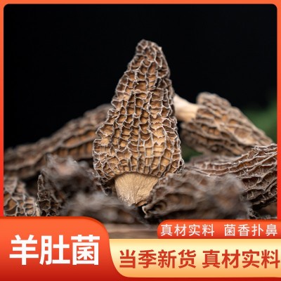 新货头茬羊肚菌肉质肥厚纹路清晰羊肚菌批发干货煲汤云南羊肚菌