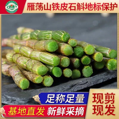 鲜条铁皮石斛雁荡山浙江冷藏鲜石斛4年生基地直供多胶质500g批发