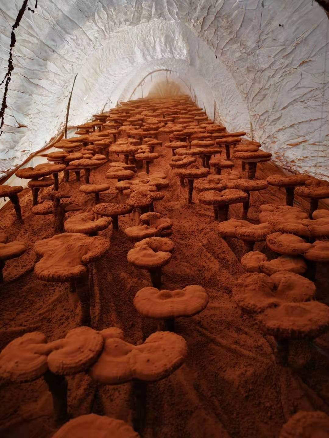 微信图片_20201208133755