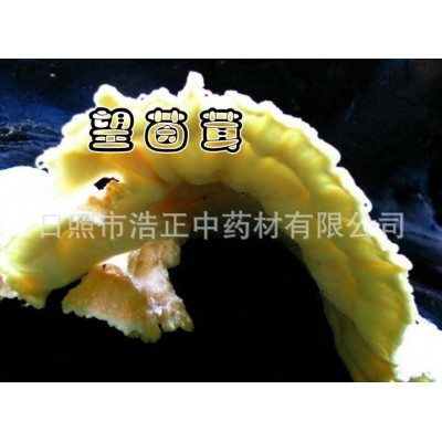 望茵茸100克保健泡茶煲汤 望茵茸蓉