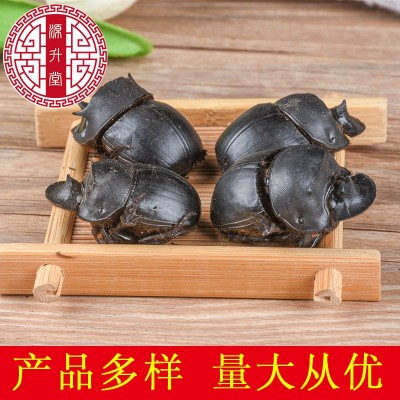 中药材大将军 产地昆虫药材屎壳 蜣螂虫散装规格齐全量大从优