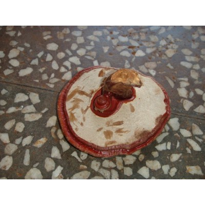 供应椴木灵芝金寨 红灵芝