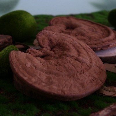 安徽金寨大别山灵芝干货整枝赤灵芝整朵林芝泡酒煲汤可切片批发