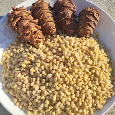 东北大兴安岭野生马尾松仁原味晏松子仁250g坚果未加新特产