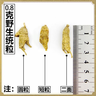 美国野山参统粒花旗参【0.4g】统粒头段圆粒短粒花旗参批发