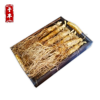 【鲜参】长白山人参批发 产地供应 东北特产 新鲜人参 泡酒参