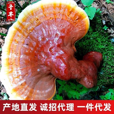 东北特产整枝紫灵芝 长白山椴木赤芝 林下紫灵芝免费打粉