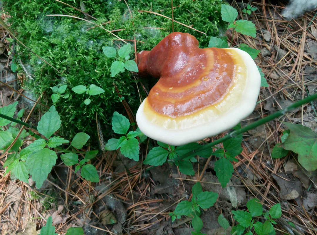 P70630-125401_看图王_1