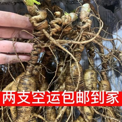 长白山鲜人参 林下山参 2023林下籽 野山参足龄 鲜参 产地直批
