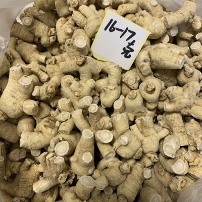 西洋参 粒头 精修精选 4-5年参 吉林长白山