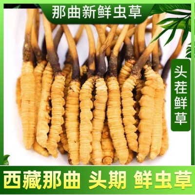 2024鲜虫草批发西藏那曲新鲜冬虫夏草泡水喝养生茶一手货源代理
