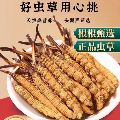 冬虫夏草野生西藏那曲高品质虫草批发新鲜头期虫草干货优质无断草