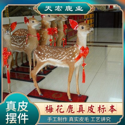 梅花鹿标本生财有鹿摆件小鹿墙壁摆件摄影道具动物标本原毛原皮