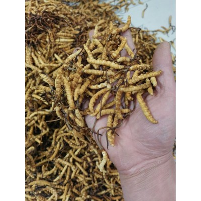 批发冻干虫草 冬虫夏草 断草