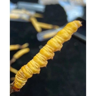 冬虫夏草 人工新鲜虫草2023 冻干虫草