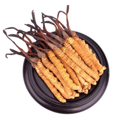 2025当季冬虫夏草包邮厂家批发人工养殖冻干虫草干货新鲜冬虫夏草