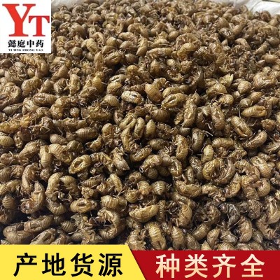 蝉蜕 中药材供应批发蝉蜕水洗 实物拍摄