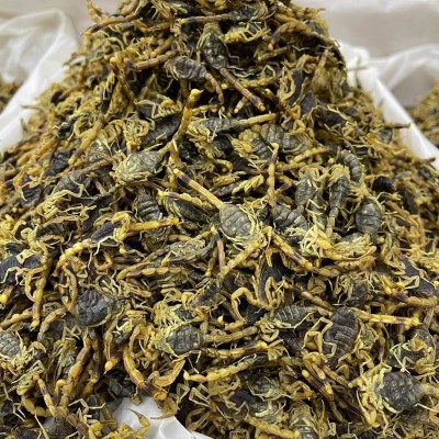 全蝎 全虫 蝎子实物拍摄一手货源全蝎产地直销