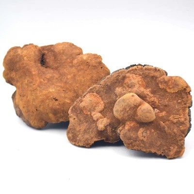 西藏岩桑黄 产地货源 桑黄灵芝可切片西藏桑黄大货批发保健