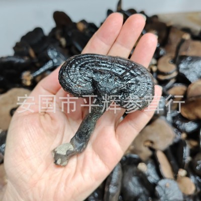 整枝小灵芝 整朵小灵芝批发味不苦量大从优 可煲汤煮水泡酒等