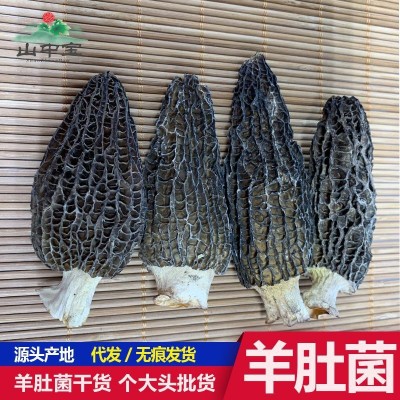 云南产地批发羊肚菌干货4-8cm当季新货剪柄菌菇干货山珍黑羊肚菌