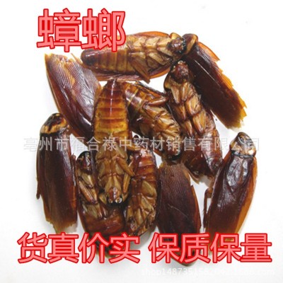 中药材蟑螂 蟑螂干 美洲大蠊 蟑螂 蟑螂虫干 蟑螂粉