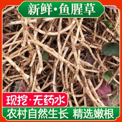 农家现挖带泥鱼腥草新鲜嫩根折耳根不洗精选湖北四川贵州凉拌特产