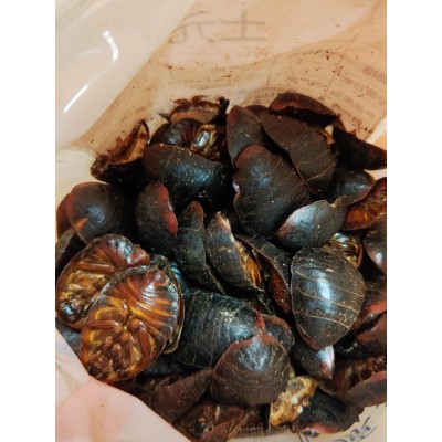 特级正品土元中药材大土鳖虫特级野生接骨地鳖虫另售蜈蚣水蛭全虫